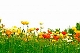 他のいろいろな花