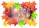 紅葉(もみじ狩り)